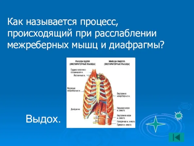 Как называется процесс, происходящий при расслаблении межреберных мышц и диафрагмы? Выдох.