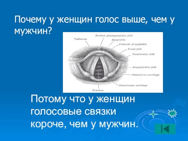 Почему у женщин голос выше, чем у мужчин? Потому что у женщин