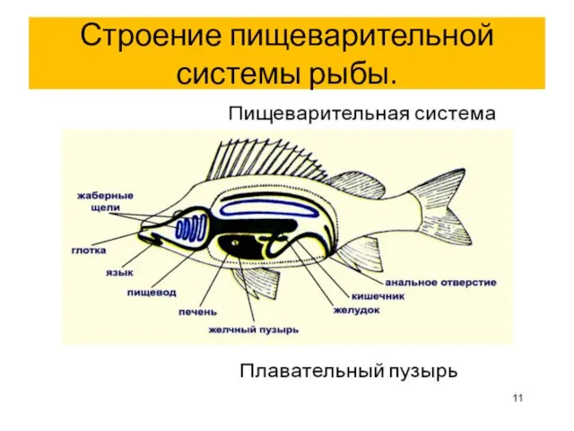 Строение пищеварительной системы рыбы.