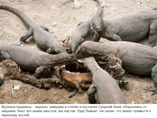 Крупные ящерицы – вараны, живущие в степях и пустынях Средней Азии, обороняясь