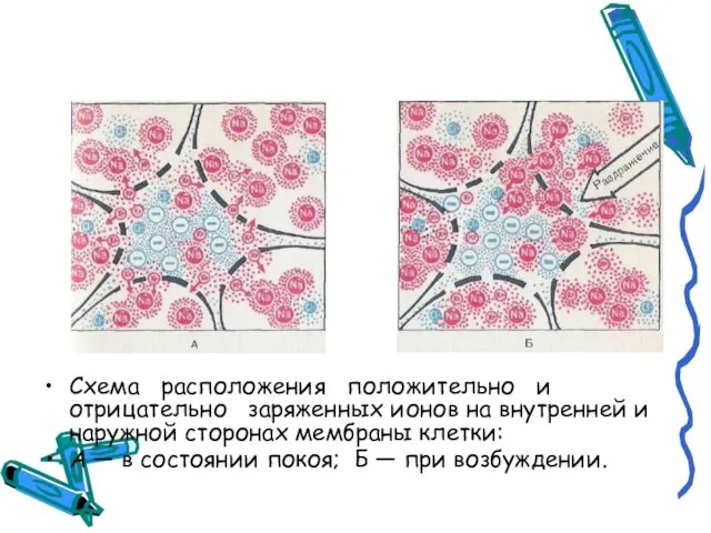 Схема расположения положительно и отрицательно заряженных ионов на внутренней и наружной сторонах