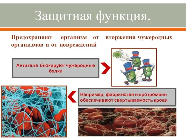 Защитная функция. Предохраняют организм от вторжения чужеродных организмов и от повреждений Антитела