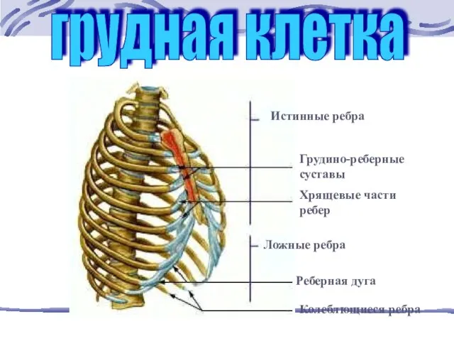 грудная клетка Истинные ребра Грудино-реберные суставы Хрящевые части ребер Ложные ребра Реберная дуга Колеблющиеся ребра