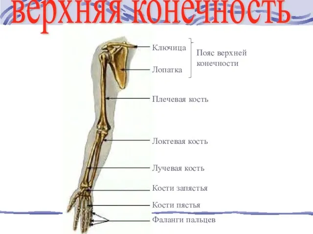 верхняя конечность Ключица Лопатка Плечевая кость Локтевая кость Лучевая кость Кости запястья
