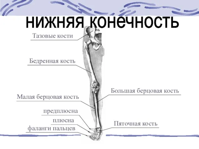 нижняя конечность Тазовые кости Бедренная кость Большая берцовая кость Малая берцовая кость