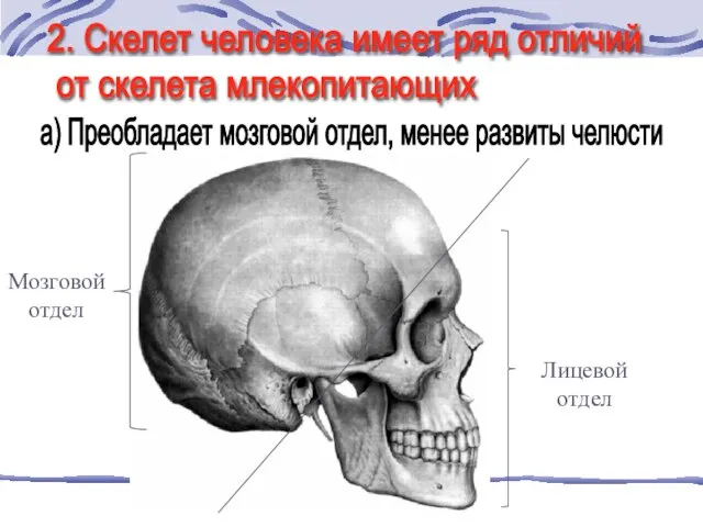 Мозговой отдел Лицевой отдел 2. Скелет человека имеет ряд отличий от скелета