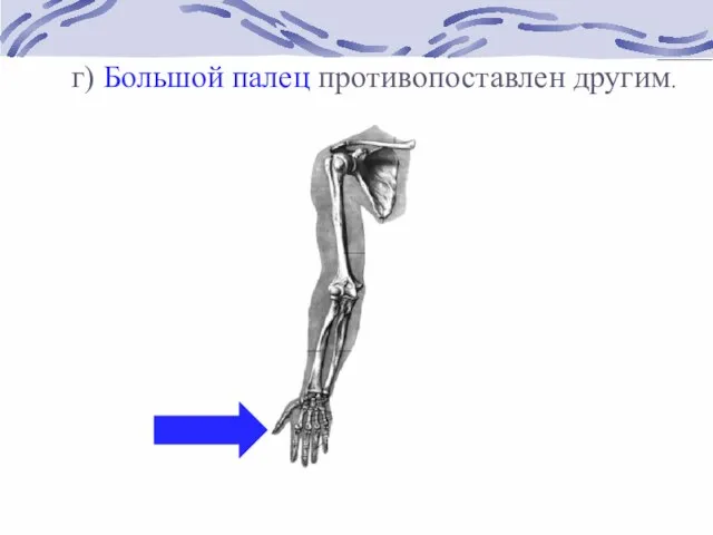 г) Большой палец противопоставлен другим.