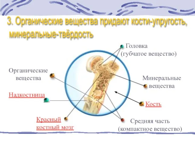 Кость Головка (губчатое вещество) Красный костный мозг Средняя часть (компактное вещество) Минеральные