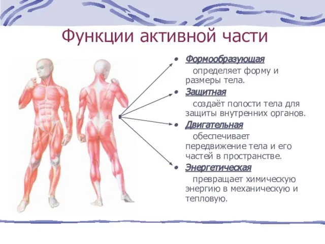 Функции активной части Формообразующая определяет форму и размеры тела. Защитная создаёт полости