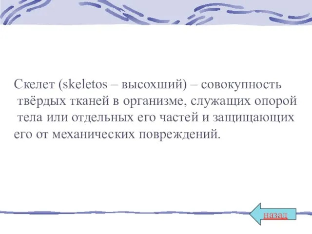 Скелет (skeletos – высохший) – совокупность твёрдых тканей в организме, служащих опорой