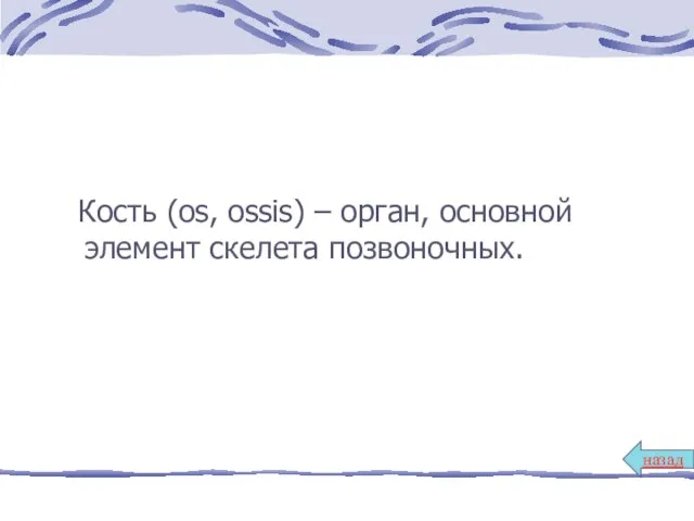 Кость (os, ossis) – орган, основной элемент скелета позвоночных. назад