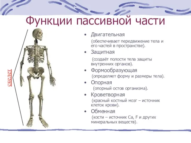 Функции пассивной части Двигательная (обеспечивает передвижение тела и его частей в пространстве).