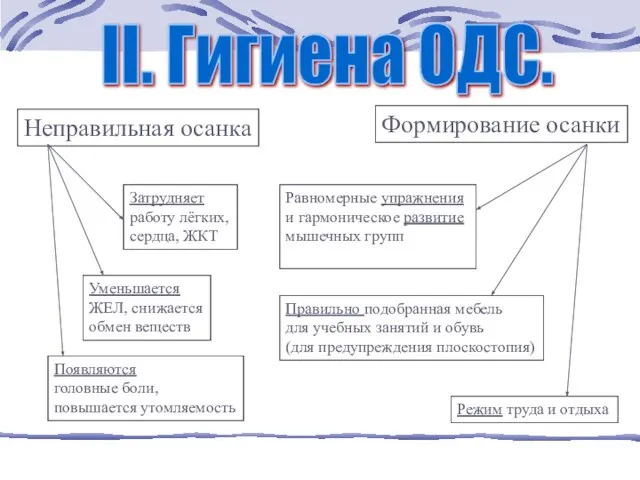 II. Гигиена ОДС. Формирование осанки Равномерные упражнения и гармоническое развитие мышечных групп