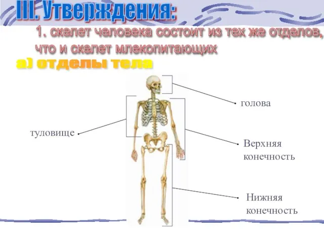 1. скелет человека состоит из тех же отделов, что и скелет млекопитающих