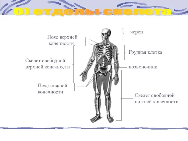 б) отделы скелета череп Пояс верхней конечности Скелет свободной нижней конечности Скелет