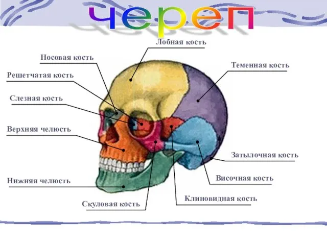 череп Решетчатая кость Слезная кость Носовая кость Лобная кость Теменная кость Затылочная