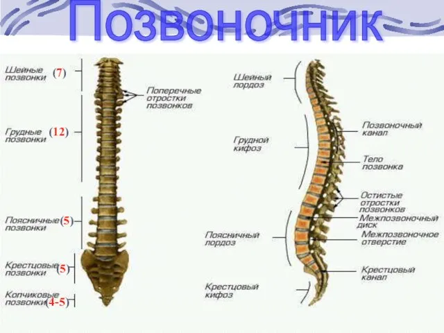 Позвоночник (7) (12) (5) (5) (4-5)