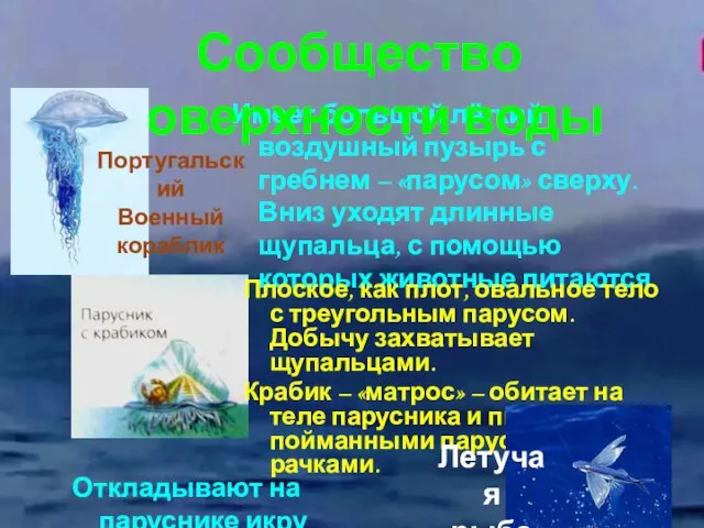 Имеет большой лёгкий воздушный пузырь с гребнем – «парусом» сверху. Вниз уходят