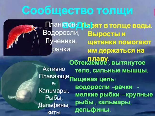 Парят в толще воды. Выросты и щетинки помогают им держаться на плаву.