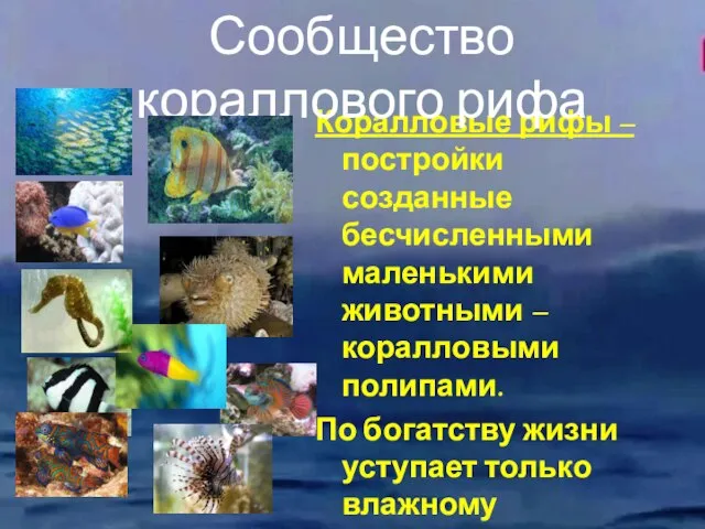 Коралловые рифы – постройки созданные бесчисленными маленькими животными – коралловыми полипами. По