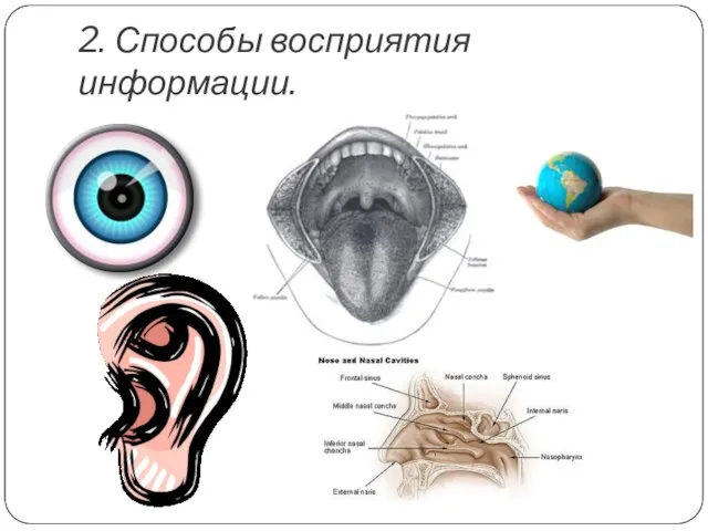 2. Способы восприятия информации.