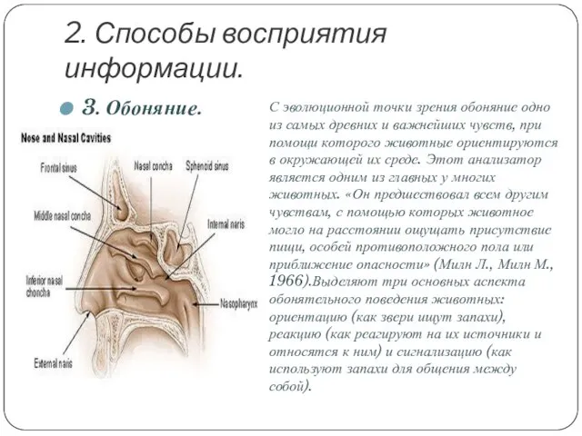 2. Способы восприятия информации. 3. Обоняние. С эволюционной точки зрения обоняние одно