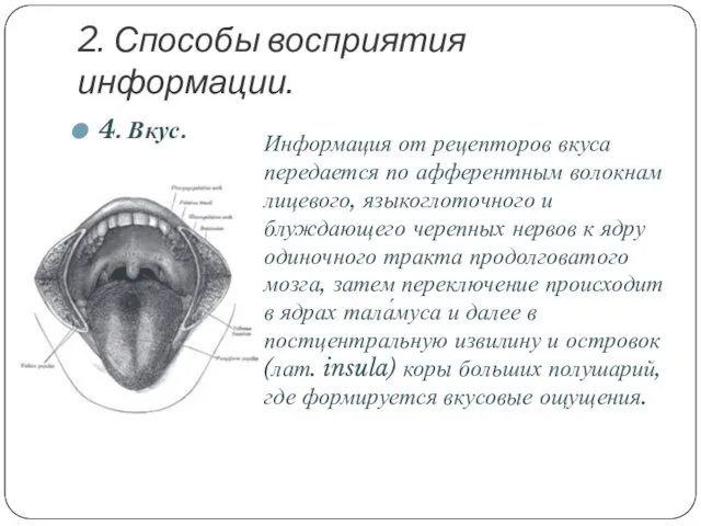 2. Способы восприятия информации. 4. Вкус. Информация от рецепторов вкуса передается по