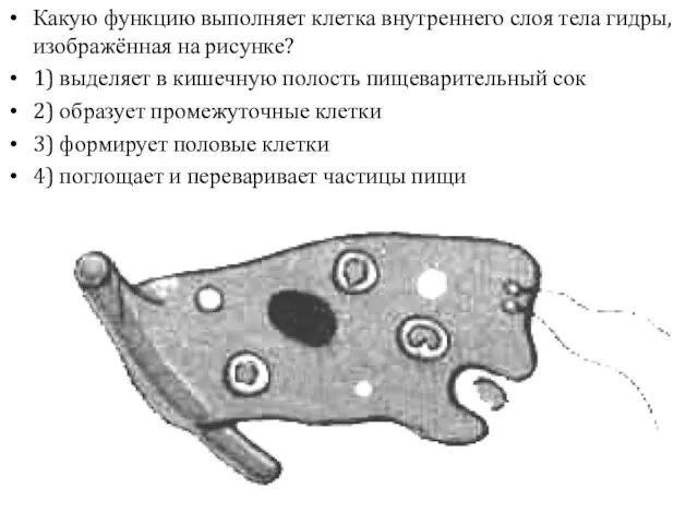 Какую функцию выполняет клетка внутреннего слоя тела гидры, изображённая на рисунке? 1)