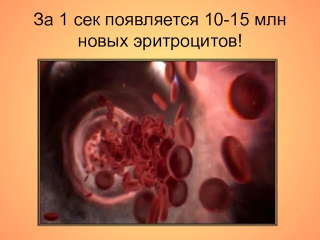 За 1 сек появляется 10-15 млн новых эритроцитов!