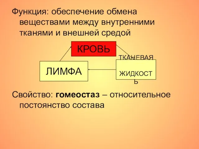 Функция: обеспечение обмена веществами между внутренними тканями и внешней средой Свойство: гомеостаз