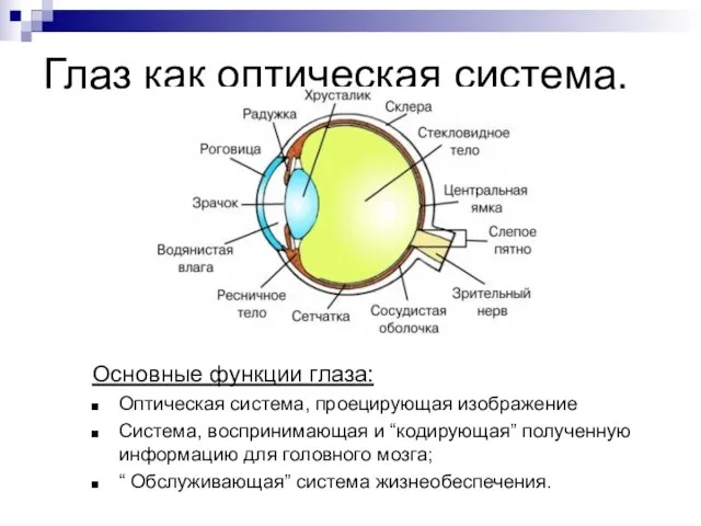 Глаз как оптическая система. Основные функции глаза: Оптическая система, проецирующая изображение Система,