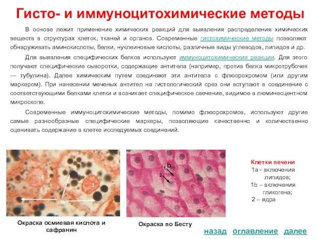 Гисто- и иммуноцитохимические методы назад В основе лежит применение химических реакций для