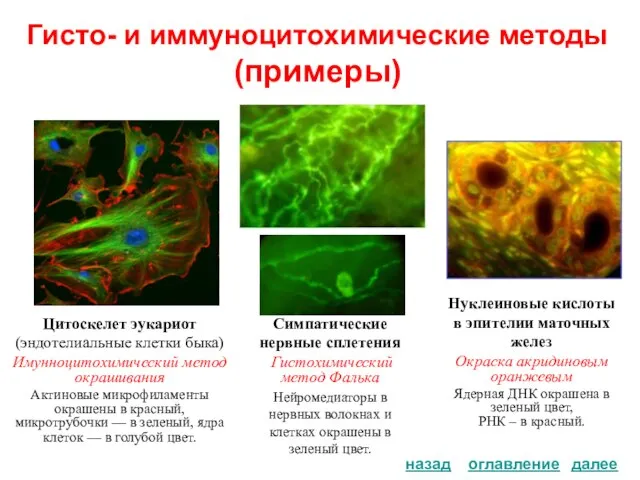 Гисто- и иммуноцитохимические методы (примеры) Цитоскелет эукариот (эндотелиальные клетки быка) Имунноцитохимический метод