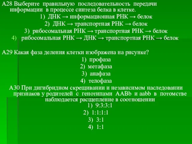 A28 Выберите правильную последовательность передачи информации в процессе синтеза белка в клетке.