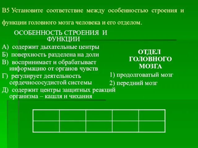 B5 Установите соответствие между особенностью строения и функции головного мозга человека и