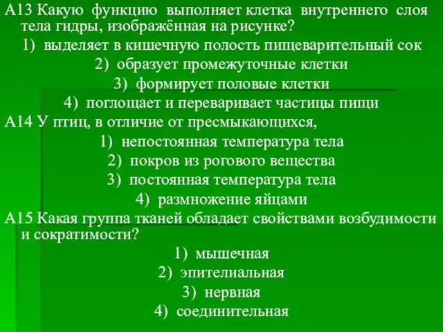 A13 Какую функцию выполняет клетка внутреннего слоя тела гидры, изображённая на рисунке?