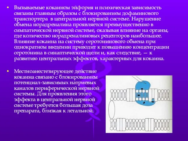 Вызываемые кокаином эйфория и психическая зависимость связаны главным образом с блокированием дофаминового