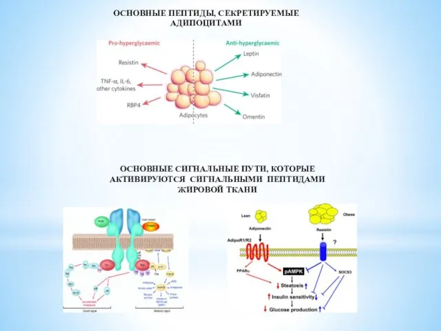 ОСНОВНЫЕ ПЕПТИДЫ, СЕКРЕТИРУЕМЫЕ АДИПОЦИТАМИ ОСНОВНЫЕ СИГНАЛЬНЫЕ ПУТИ, КОТОРЫЕ АКТИВИРУЮТСЯ СИГНАЛЬНЫМИ ПЕПТИДАМИ ЖИРОВОЙ ТКАНИ