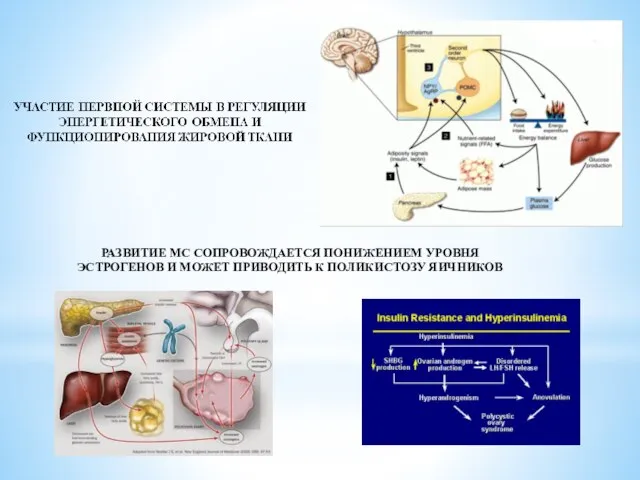 РАЗВИТИЕ МС СОПРОВОЖДАЕТСЯ ПОНИЖЕНИЕМ УРОВНЯ ЭСТРОГЕНОВ И МОЖЕТ ПРИВОДИТЬ К ПОЛИКИСТОЗУ ЯИЧНИКОВ