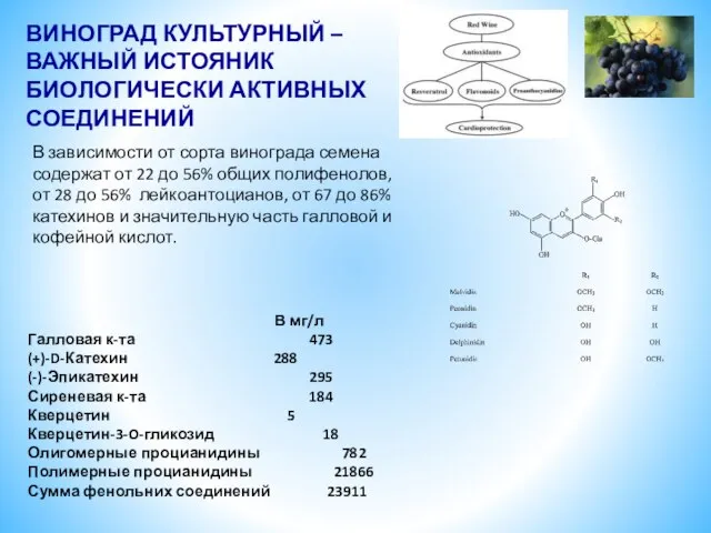 ВИНОГРАД КУЛЬТУРНЫЙ – ВАЖНЫЙ ИСТОЯНИК БИОЛОГИЧЕСКИ АКТИВНЫХ СОЕДИНЕНИЙ В мг/л Галловая к-та