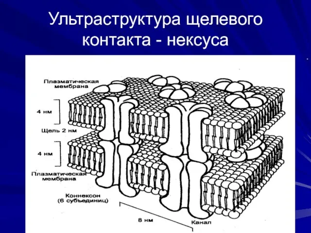 Ультраструктура щелевого контакта - нексуса „