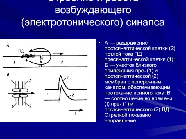 Строение и работа возбуждающего (электротонического) синапса А — раздражение постсинаптической клетки (2)