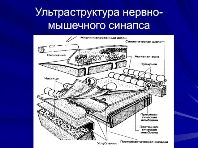 Ультраструктура нервно-мышечного синапса