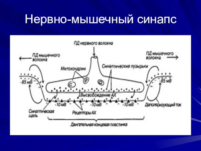 Нервно-мышечный синапс