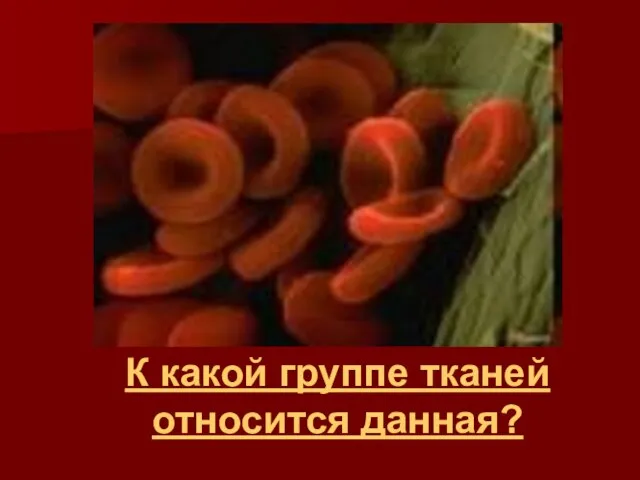 К какой группе тканей относится данная?