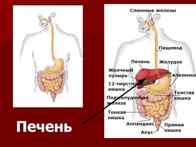 Печень