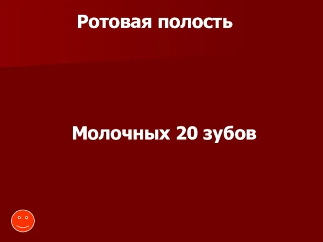 Ротовая полость Молочных 20 зубов