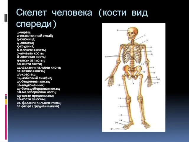 Скелет человека (кости вид спереди) 1-череп; 2-позвоночный столб; 3-ключица; 4-лопатка; 5-грудина; 6-плечевая