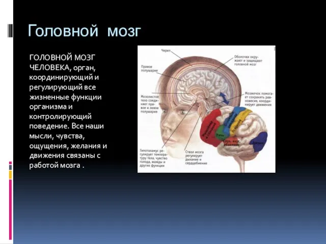 Головной мозг ГОЛОВНОЙ МОЗГ ЧЕЛОВЕКА, орган, координирующий и регулирующий все жизненные функции