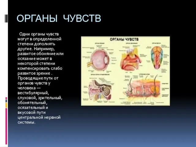 ОРГАНЫ ЧУВСТВ Одни органы чувств могут в определенной степени дополнять другие. Например,